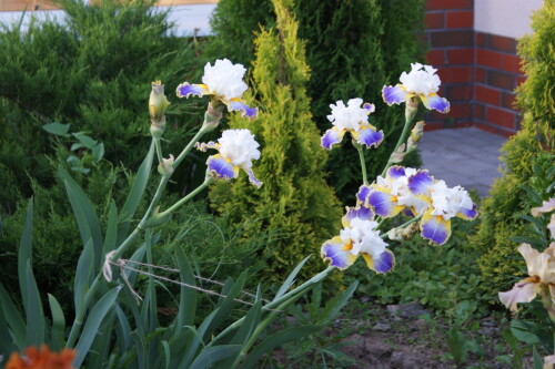 SONY DSC