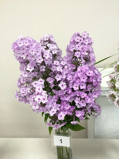 FLOKS-IGOREK-1.481c58b36f1e281df.webp