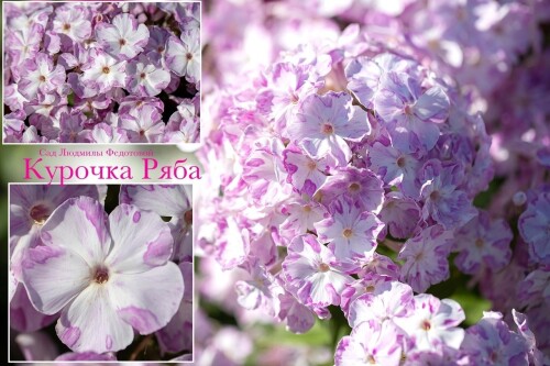 FLOKS-KUROCKA-RYBA-SVETLAY-1.1c73939b11b83d06d.jpg