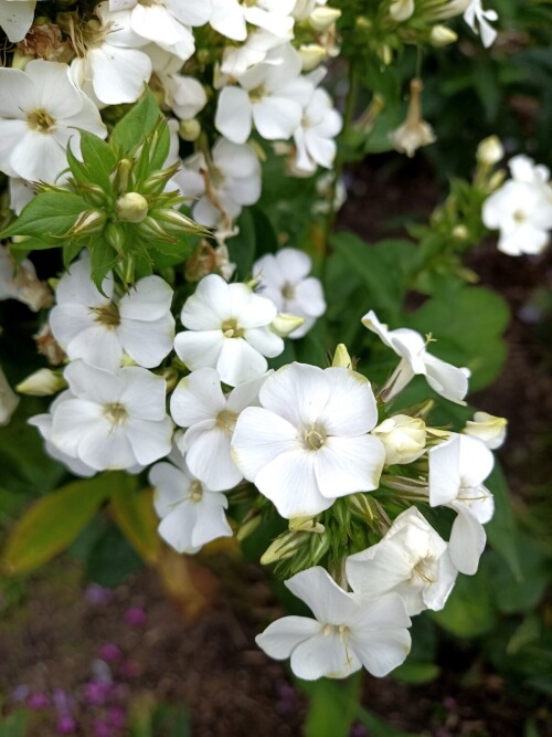 FLOKS-ZELENAY-BUSINKA-4ab0c2f2ddf9212d1.jpg