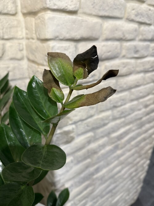 IMG 0264