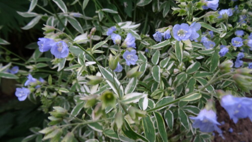 SINYKA-VARIEGAT.-LISTY-NIZKAY-221a4b10e03eac583.jpg