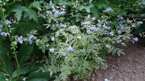 SINYKA-VARIEGAT.-LISTY-NIZKAY-3767c1e6e346c0e0e.jpg