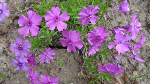 Флокс шиловидный Spring Purple