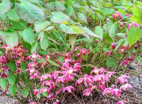 Горянка rubrum 1.3