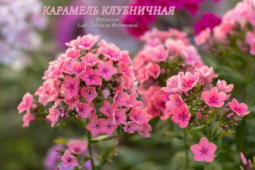 FLOKS-KARAMEL-KLUBNICNAY0695ca94caf25429.jpg