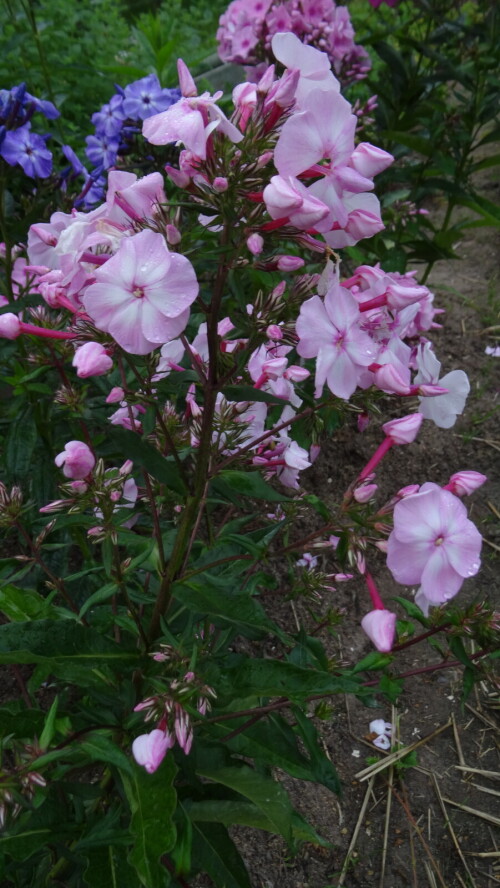 FLOKS-TVETUSAY-SAKURA-1ab8568f9272b54c5.jpg