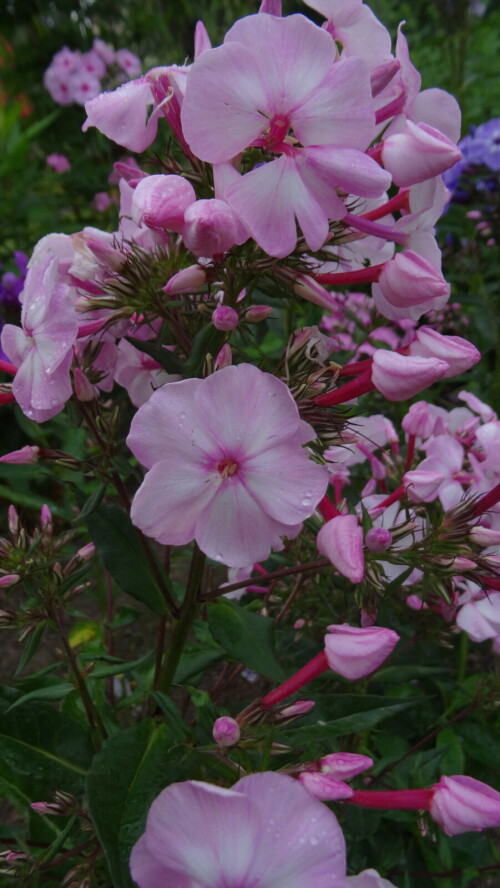 FLOKS-TVETUSAY-SAKURA-21f00ebb4335dbee1.jpg