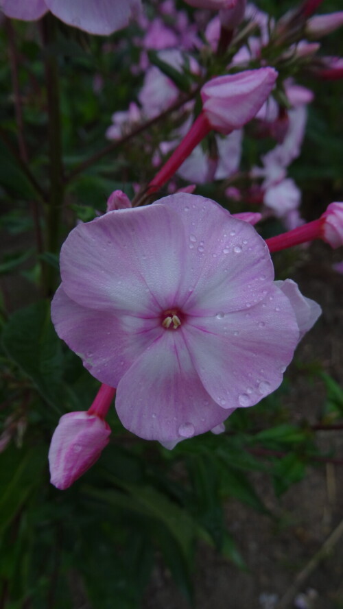 FLOKS-TVETUSAY-SAKURA-3bc85dbbe625db9db.jpg