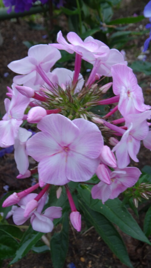 FLOKS-TVETUSAY-SAKURA-5749becf4ee6b8df0.jpg
