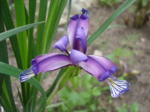 IRIS-GRAMINEYc38daefaea8a788f.jpg