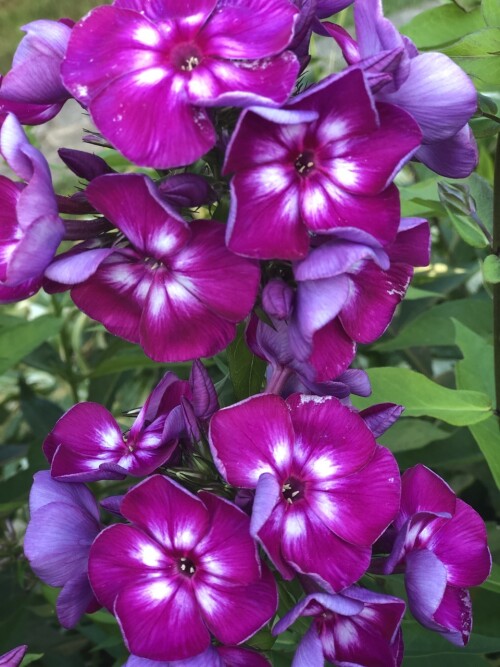Флокс Кураж 1.6