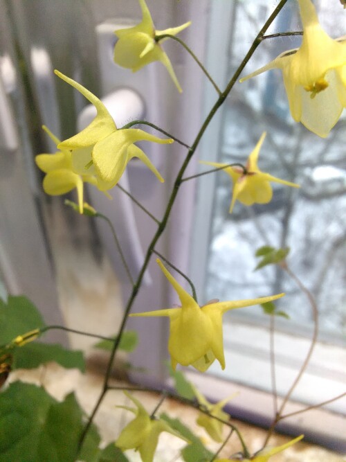 25-SEYNET-lemon-zest-25-2-16--1da4f4ccb9bdf47a4.jpg