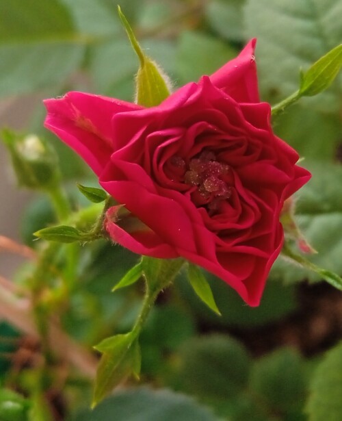 red-seedling-8-marcha4fb87cde8c0041c.jpg