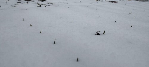 IMG 20250319 WA0022