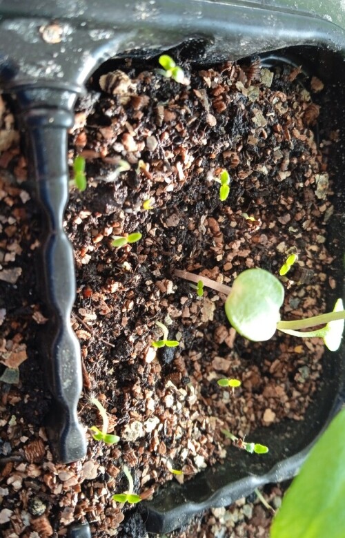 verbena-b-22-marc1533aef7a1cd278.jpg