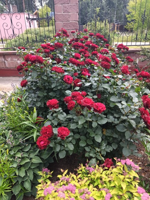 IMG 20230705 105917 214