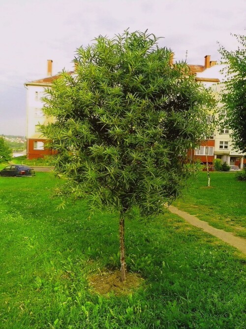 OBLEPIKAa3f63ee3a13c8318.jpg