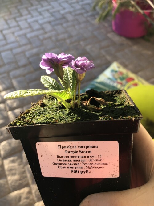   Purple Storm
