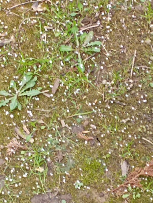 IMG 20250427 WA0024