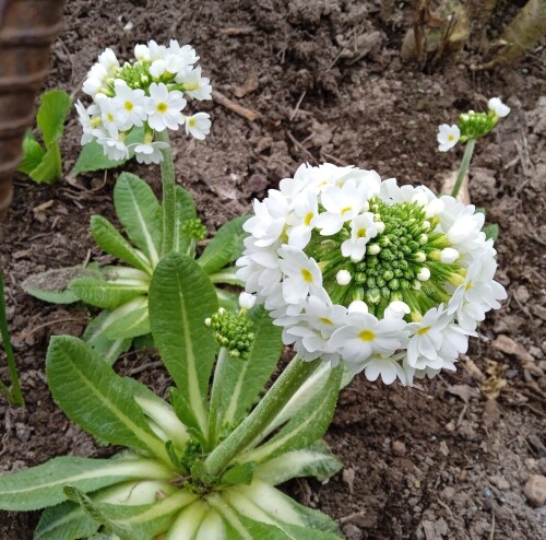 White-primula-26-apr9608dcff9e246c48.jpg