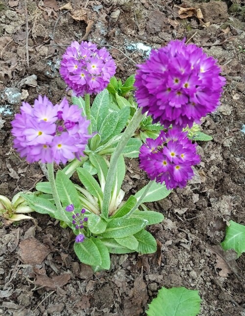 blue-primula-26-apra95ece115cda6202.jpg