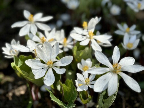 Sanguinaria canadensis