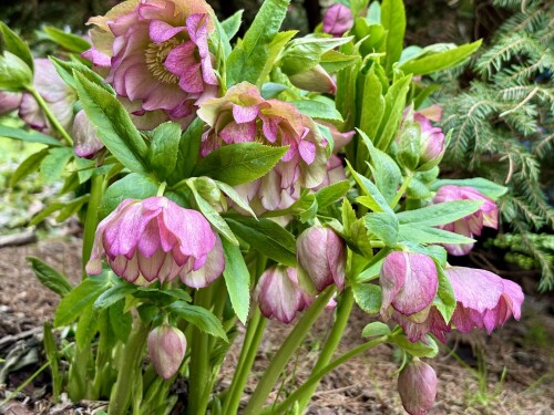 Helleborus Double Ellen® Picotee