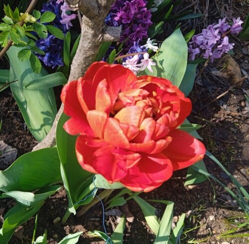 sunlover-tulipa5be79833a3888d49.jpg