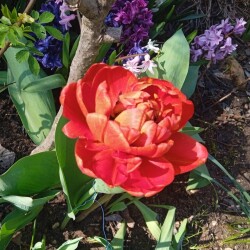 sunlover-tulipa5be79833a3888d49