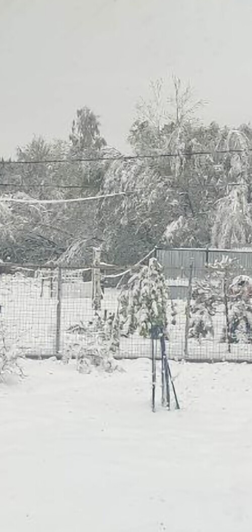 Screenshot_20250505-134438_Gallery519260bf75a16968.jpg