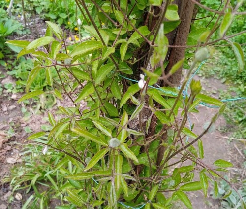Clem-seedling-m11d69c4918f6455a.jpg