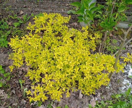 goldm-10-may928b0a38fec1d345.jpg