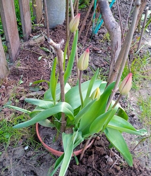 tulips-10-5d01b98a597050f5d.jpg
