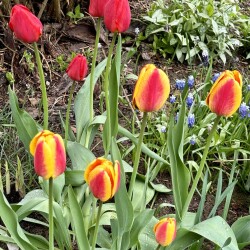 IMG_8300da8f612aa786be73