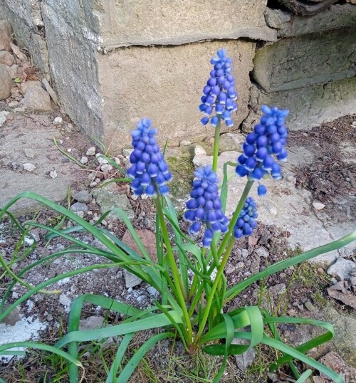 muscari-16-m7f6f6ec8107789b6.jpg