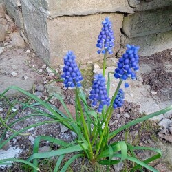 muscari-16-m7f6f6ec8107789b6