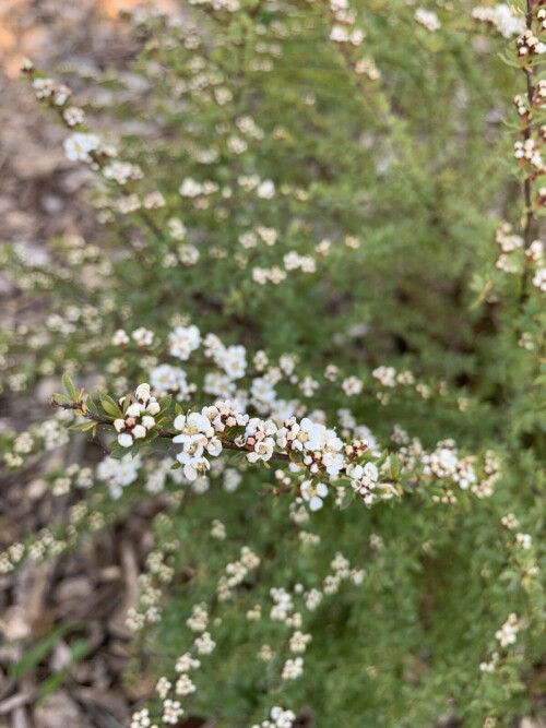 IMG_50031a6acce8b0a9ca35.jpg
