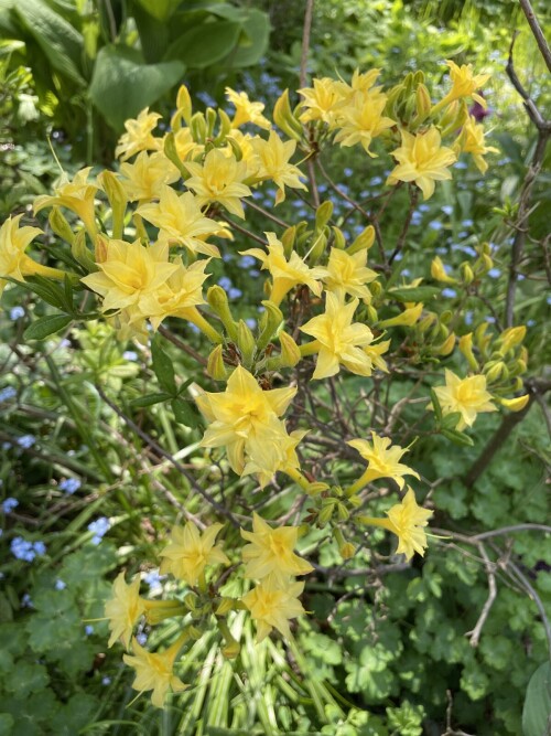 Narcissiflorab5e7feae182f0041.jpg