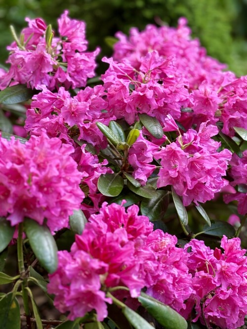 Rhododendron Haaga 2025