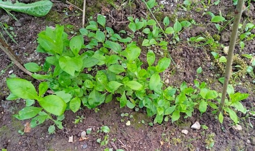 phlox-seedling-1-65cc26f1811d3bc99.jpg