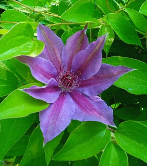 violet-46992e618a46ce894.jpg