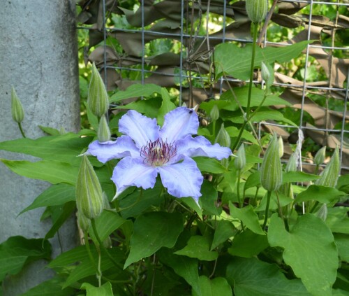 Blue clem 3 jun