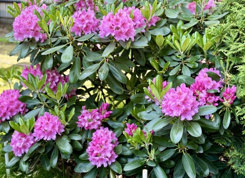 Rhododendron Helsinki University 25