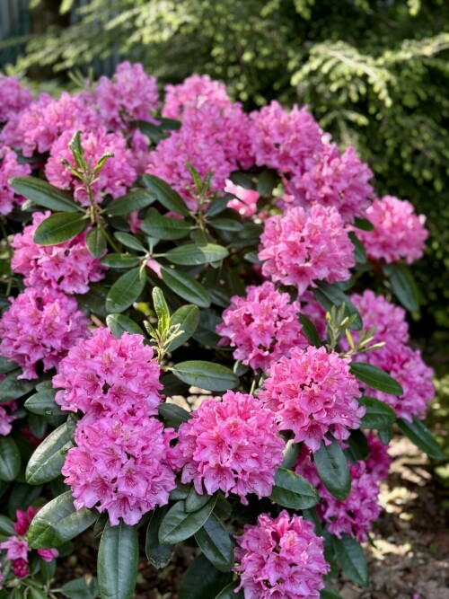 Rhododendron Haaga 2025