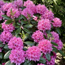 IMG_87516878f9a573c6cefd