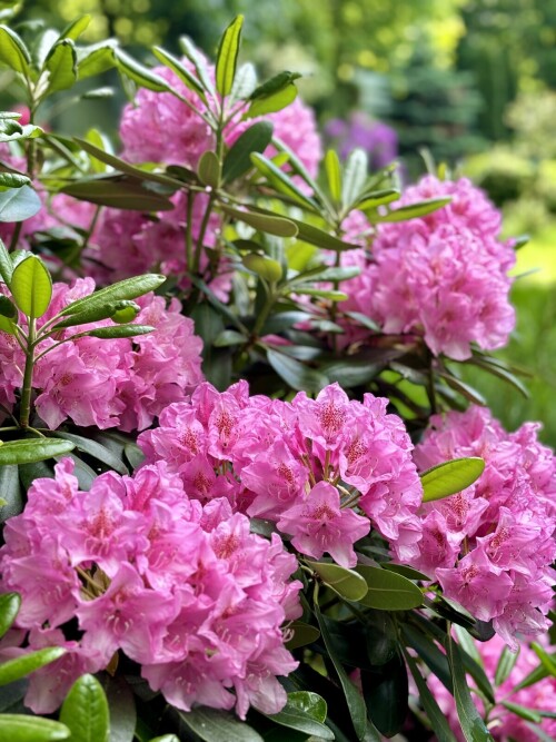 Rhododendron Helsinki University 2025