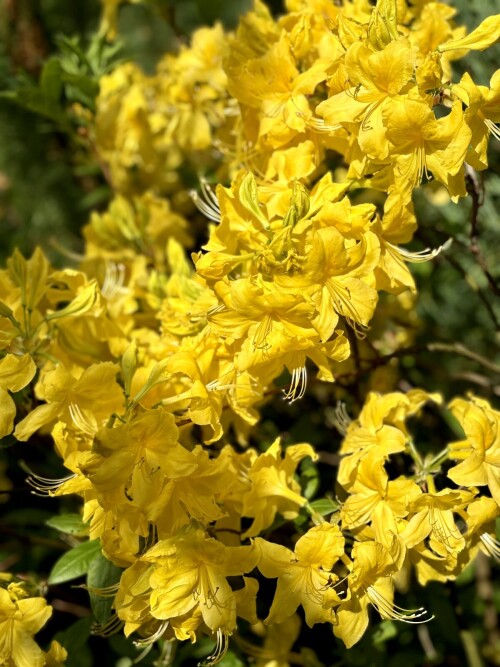 Rhododendron Anneke 2025