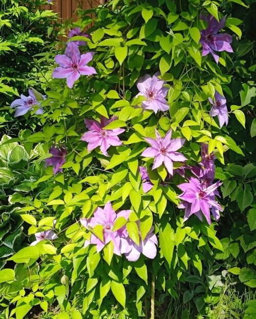Clem 5 Jun 2
