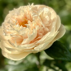 IMG_885593f91615997c41ae